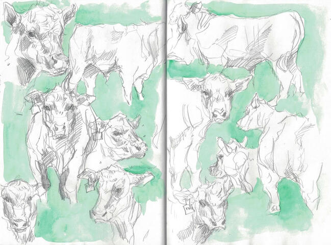 A sketchbook spread of cows done in pencil with green water color background