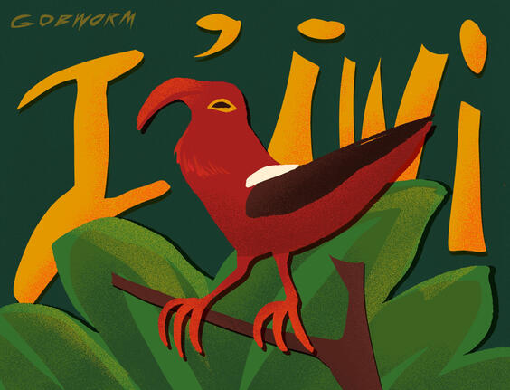 Paper cutout style illustration of hawaiian I'iwi bird. The bird is red with a black wing, large bill, and big red feet. it is perched on a brown branch with large leaves in the background. big yellow text reads I'iwi.