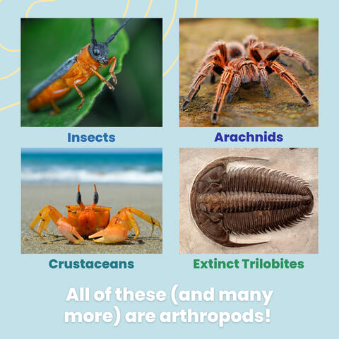 Instagram graphic showing photos of different types of arthropods: insects, arachnids, crustaceans, extinct trilobites. text reads "all of these (and many more) are arthropods!"