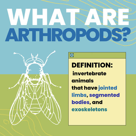 Instagram graphic with light blue and green colors and a white lined bug graphic. text reads: "what are arthropods? definition: invertebrate animals that have jointed limbs, segmented bodies, and exoskeletons"
