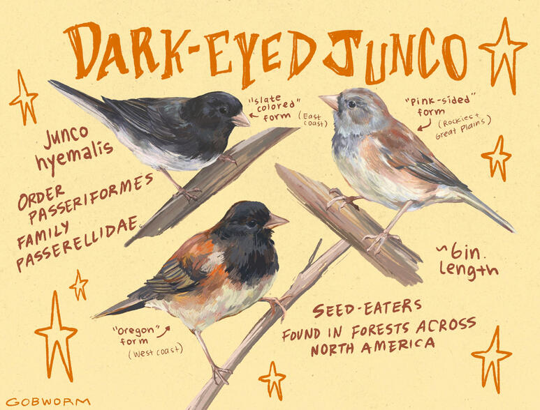 Digital paintings of different color morphs for the dark-eyed junco bird. text reads junco hyemalis, order passeriformes, family passerellidae, seed-eaters, found in forests across north america, ~6 in length