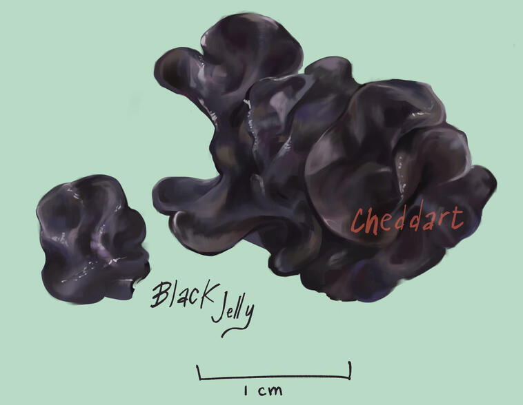 Digital painting of a black jelly lichen on a pale green background