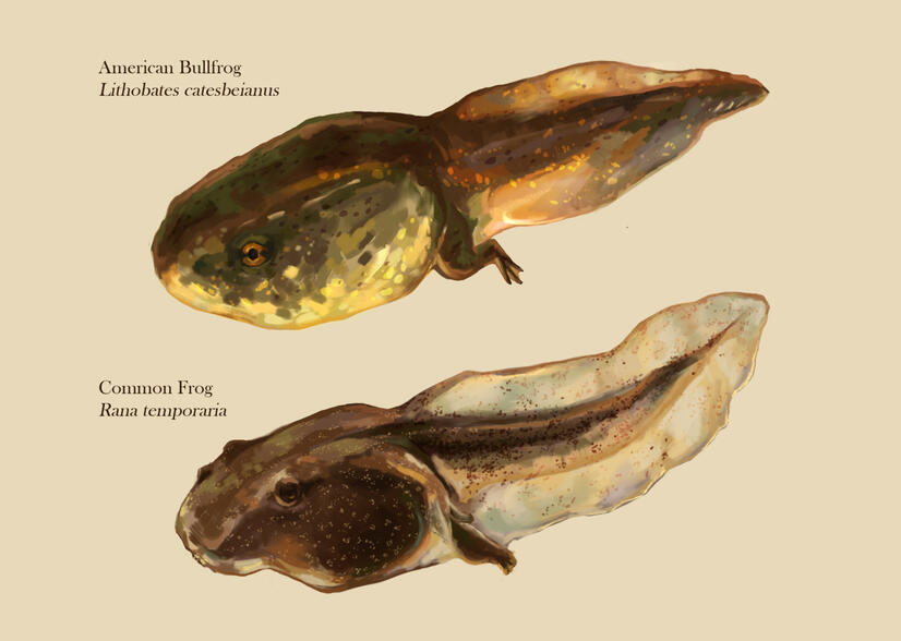 Realistic digital painting of american bullfrog and common frog tadpoles. Background is pale beige