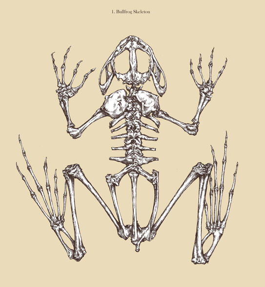 Very detailed pen-style illustration of a bull frog skeleton on a tan background.