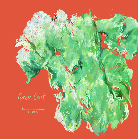 Digital painting of a green crust lichen on a coral-red background