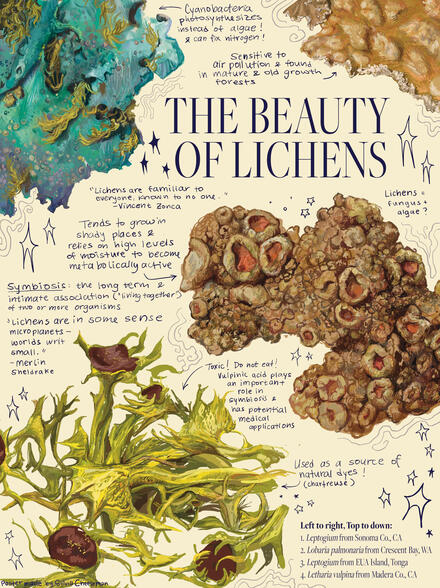 Poster with the title "The Beauty of Lichens" which features illustrations of four different lichen species and fun facts written about them, on a cream background.