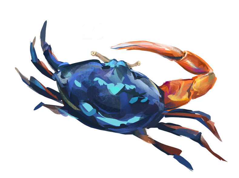 Graphically illustrated blue crab with orange claw