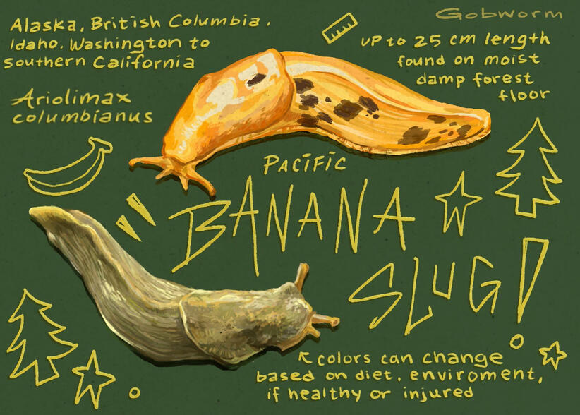 Painterly illustration of two banana slugs on a green background. text reads "pacific banana slug! up to 25 cm length, found on moist damp forest floor, colors can change based on diet, environment, if healthy or injured, Ariolimax columbianus