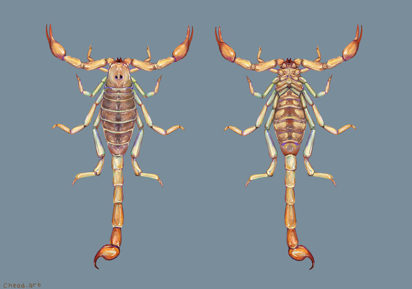Digital painting of the topside and underside of a pale tan colored scorpion