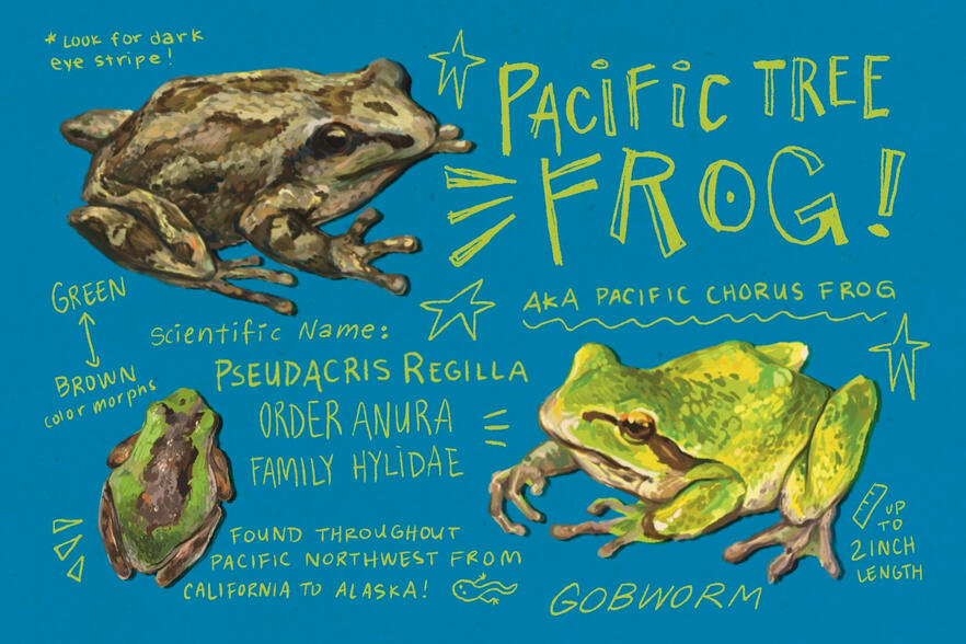 Pacific Tree Frog