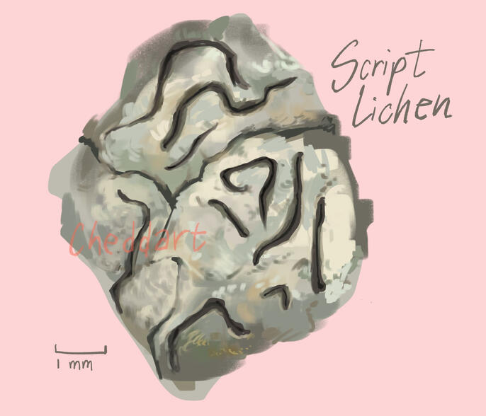 Digital painting of a script lichen on a pale pink background