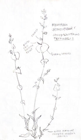 Streptanthus pencil sketch