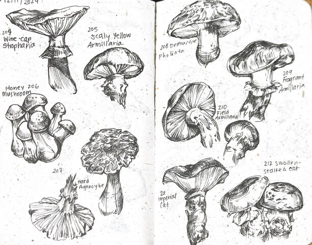 Mushroom Pen sketches