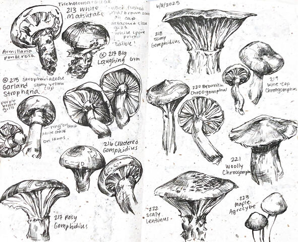 Mushroom Pen Sketches