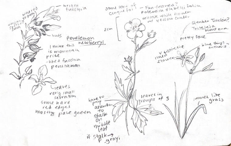 Penstemon, Potentilla, Triteleia pencil sketches