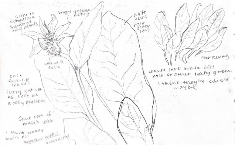 Wyethia pencil sketch