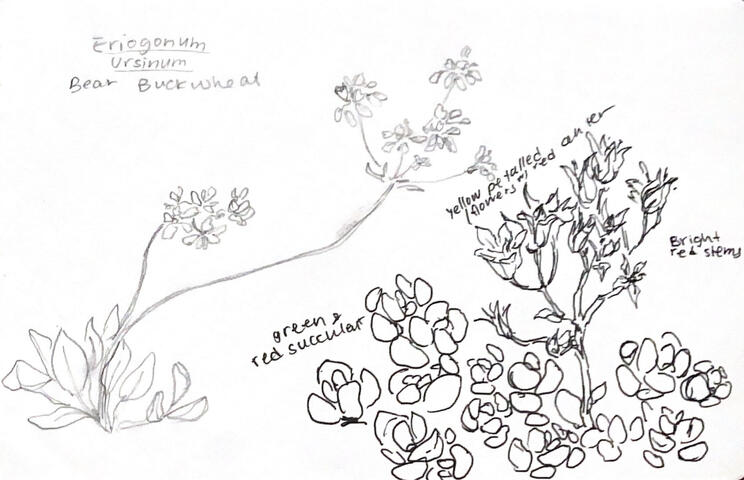 Buckweed and stonecrop sketches