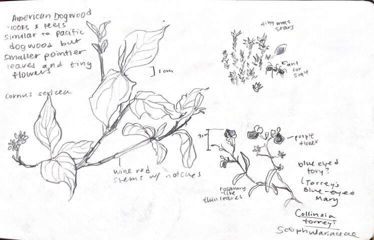 American Dogwood and Collinsia Pencil Sketches